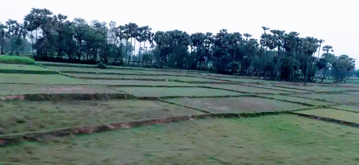 plain land