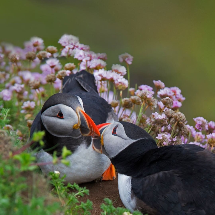 Birds