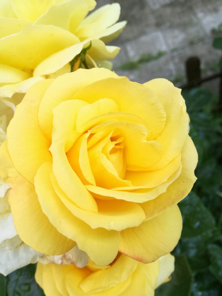 Rose