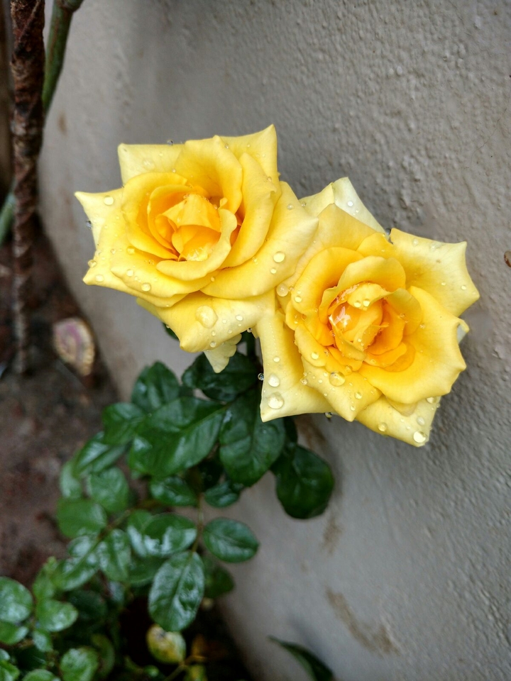 Roses