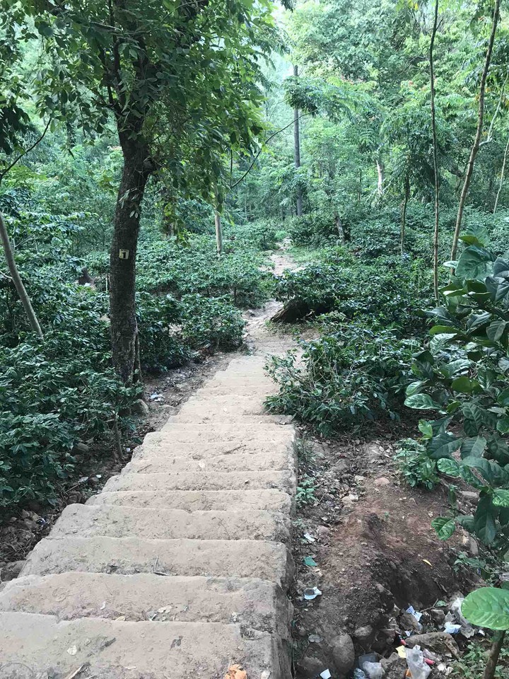 forest