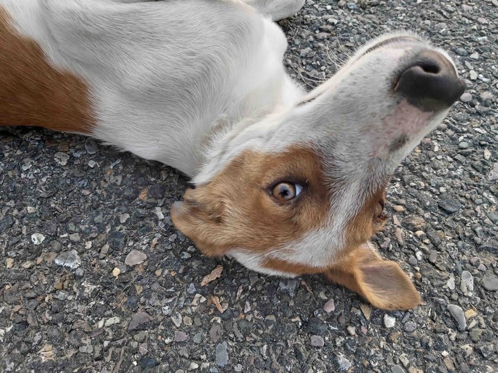 dog