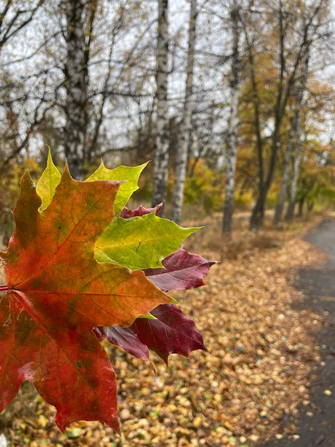 Yellow, Red, Orange