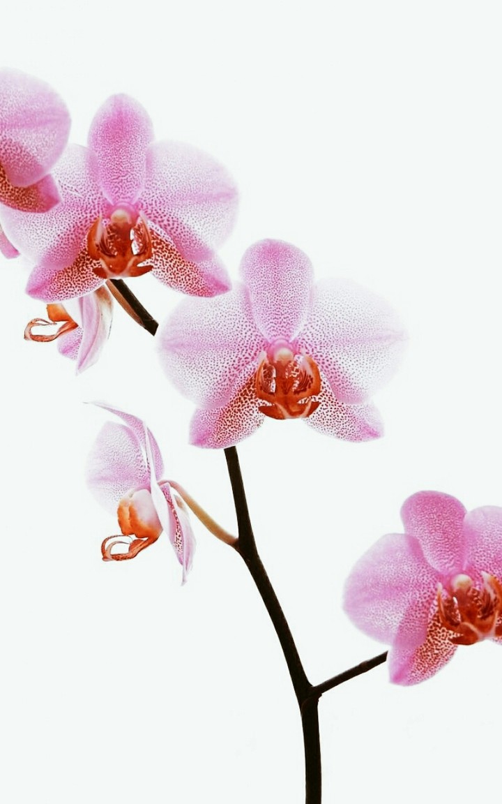 ᴼᴿᴴᴵᴰᴱᵞᴬ