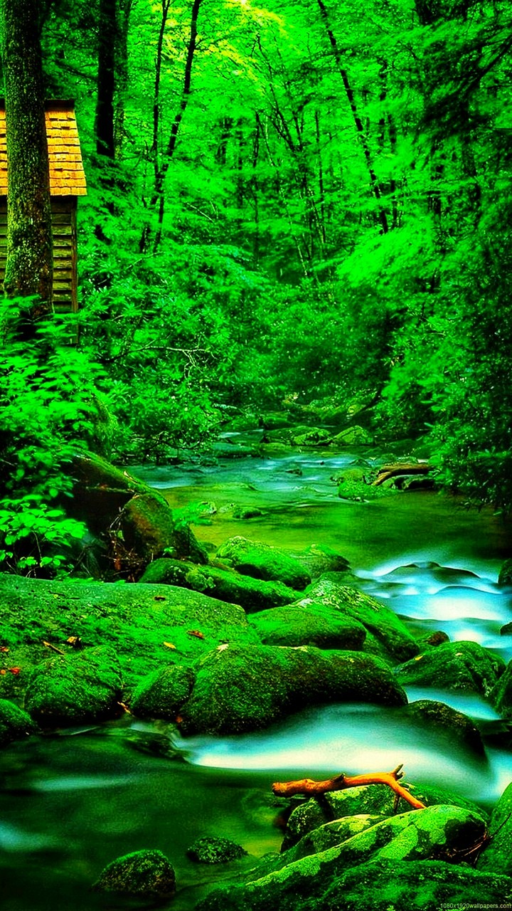 Deep Forest
