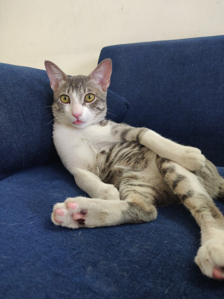 Lazy Cat