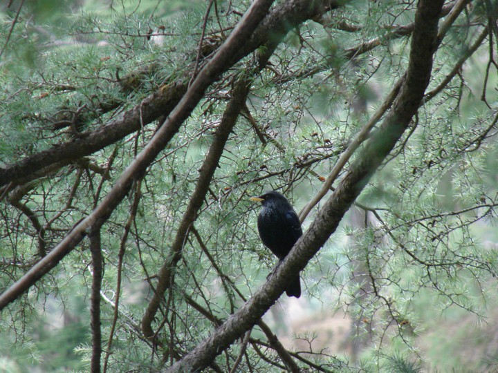 The Whistling Thrush