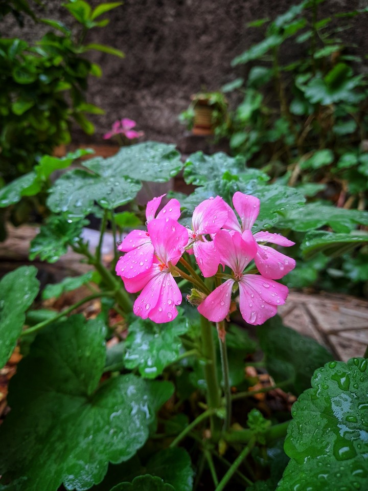 flower