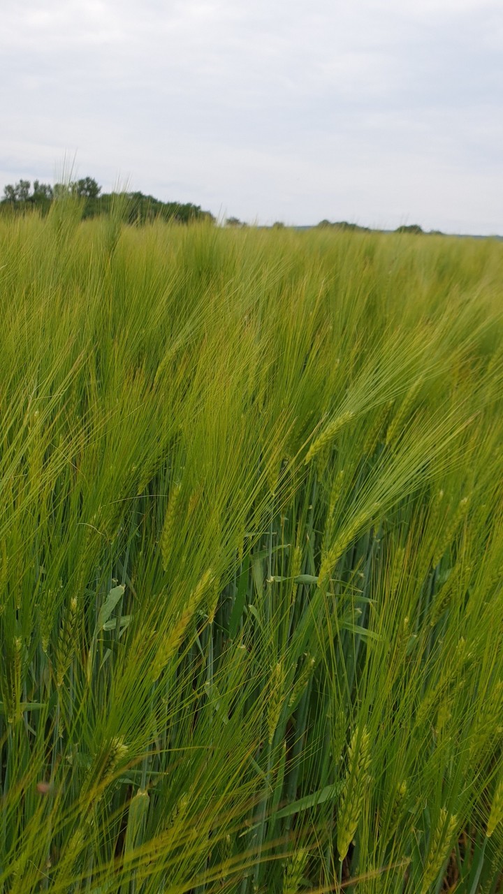 Wheat