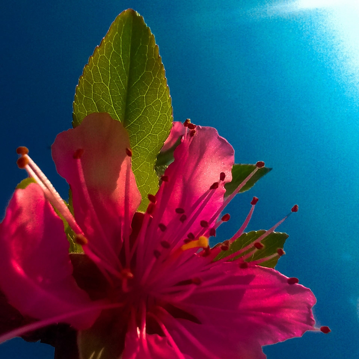 new flower