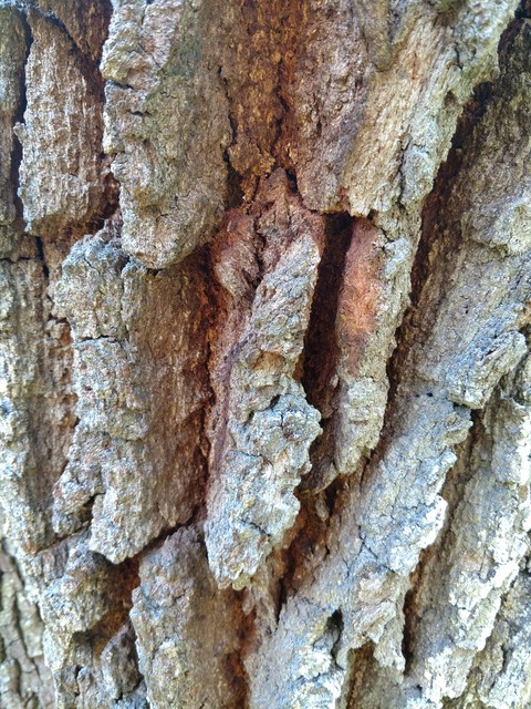 Old Tree 3