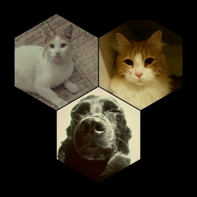 #cat #dog