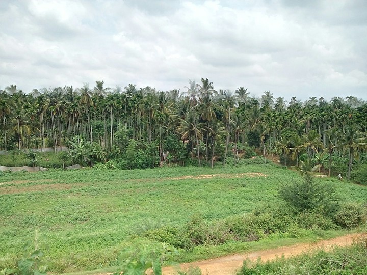 greenery
