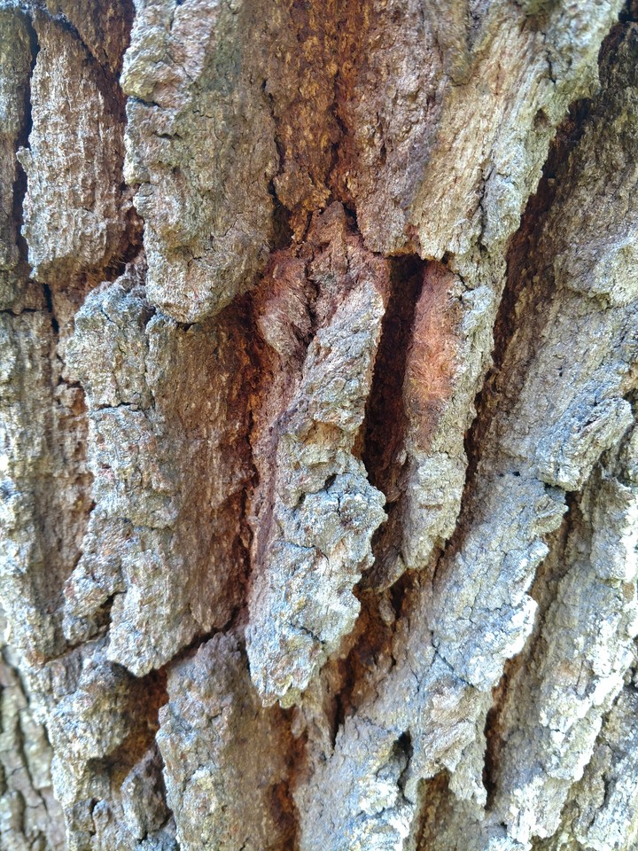 Old Tree 3