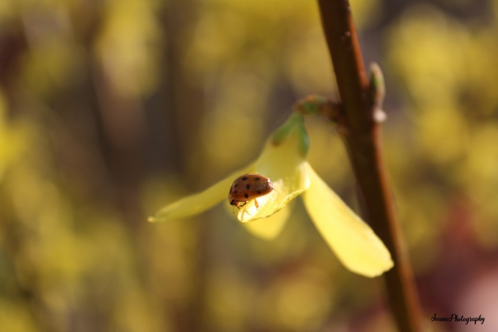 Buburuza