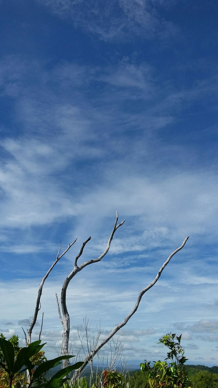 branch and clouds