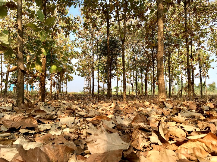 Teak Forest