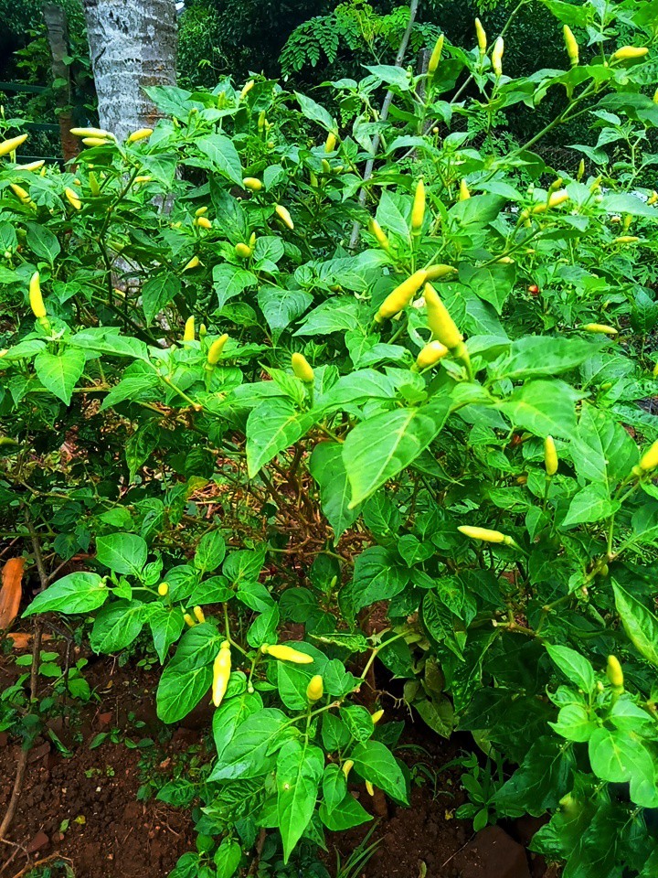 Bird's  eye  chilli