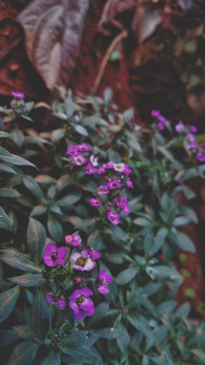 purple