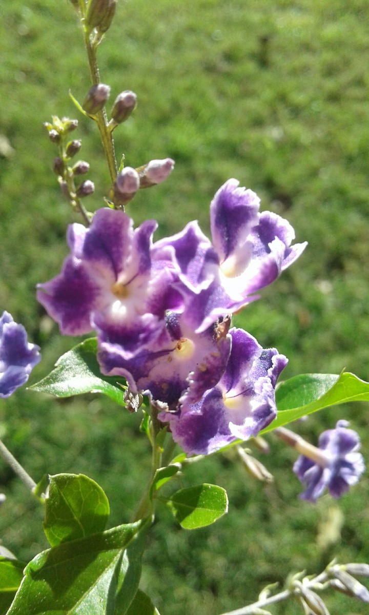 violetas
