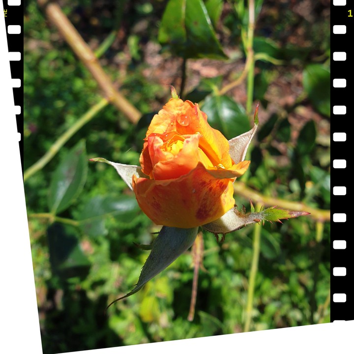 #fleurs#