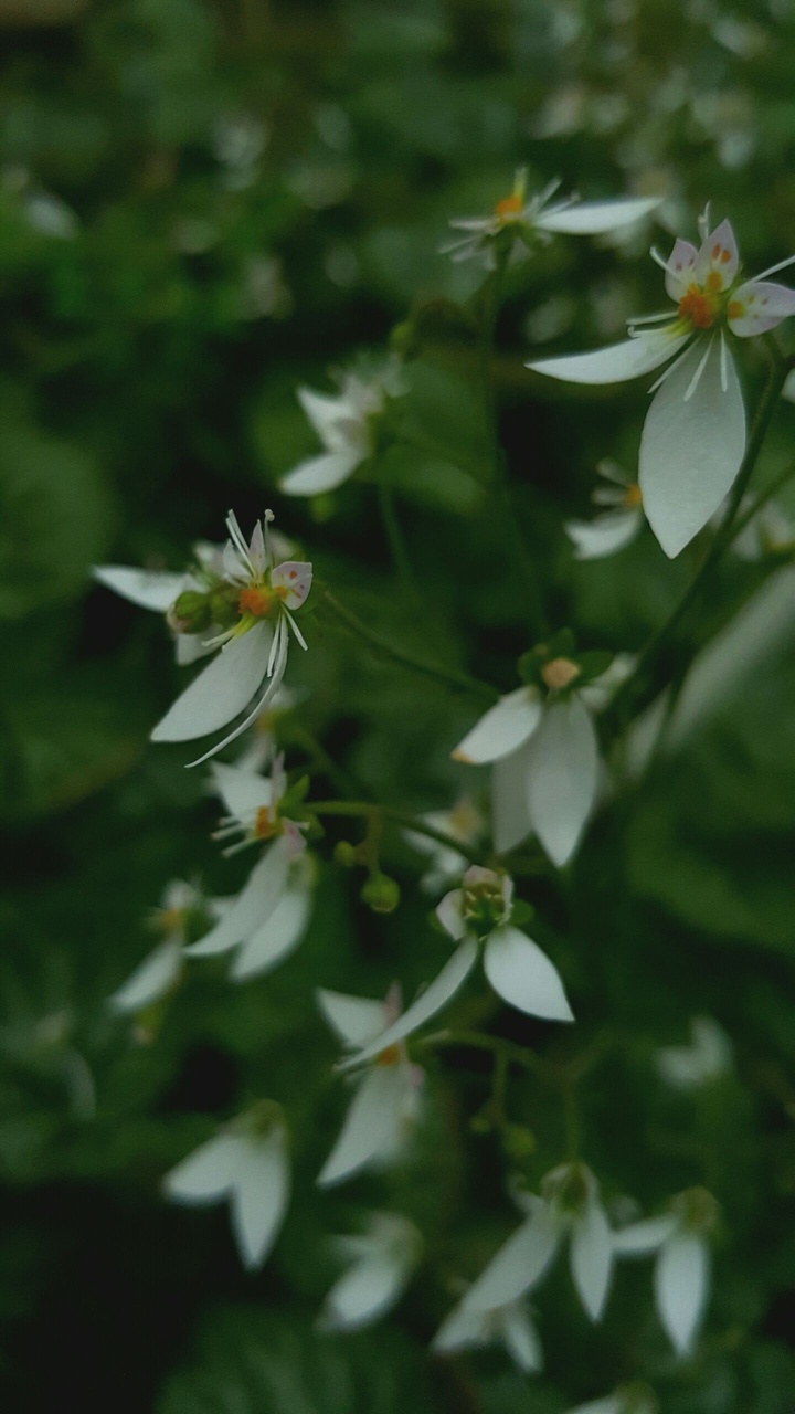 Evergreen Iran macroshot