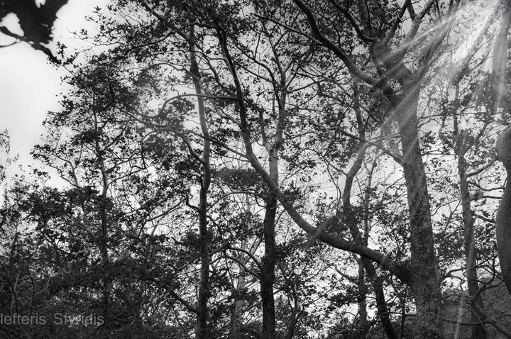Trees