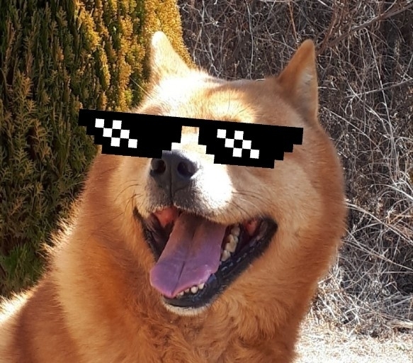 thug life jindo dogg