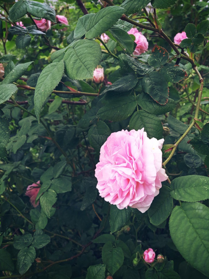 garden rose