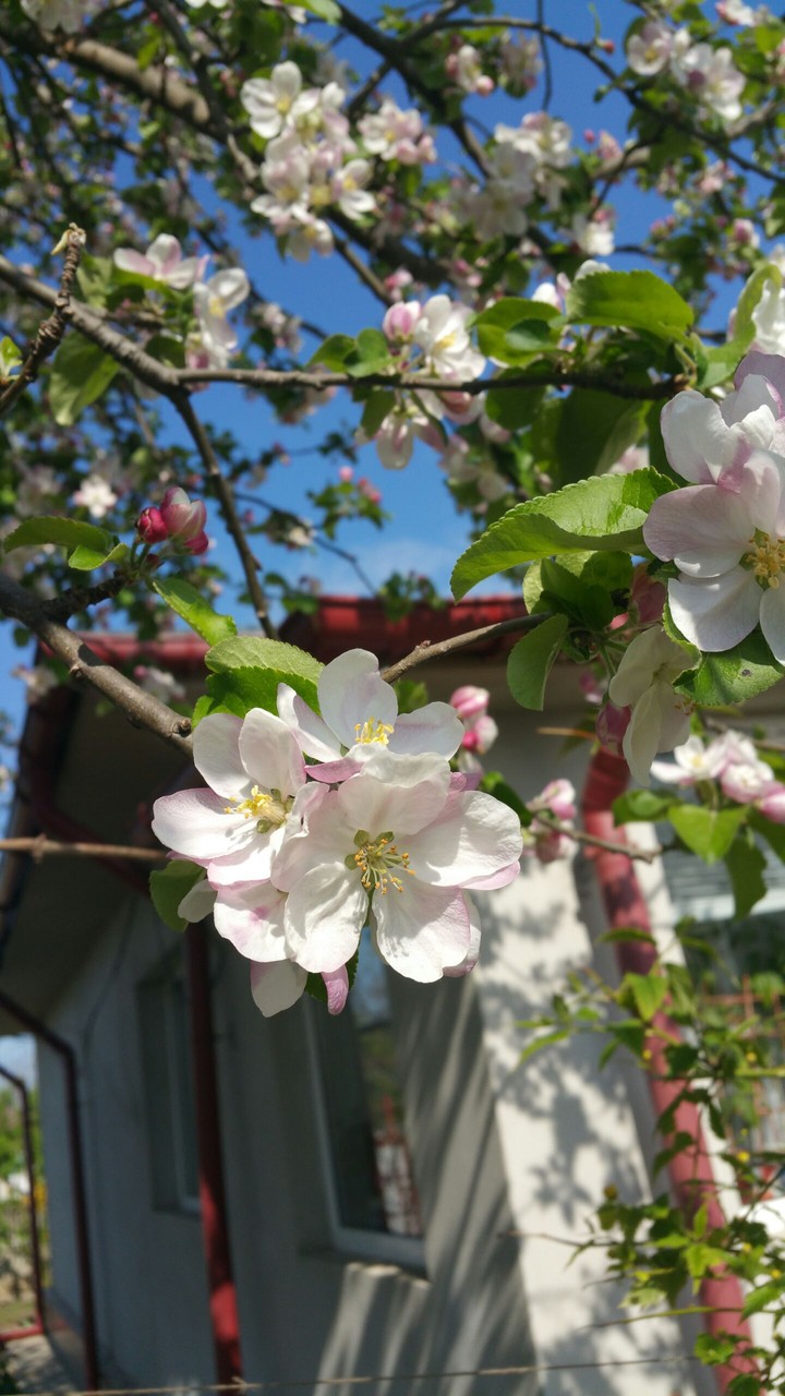 apple flowers