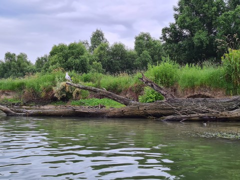 The Danube Delta