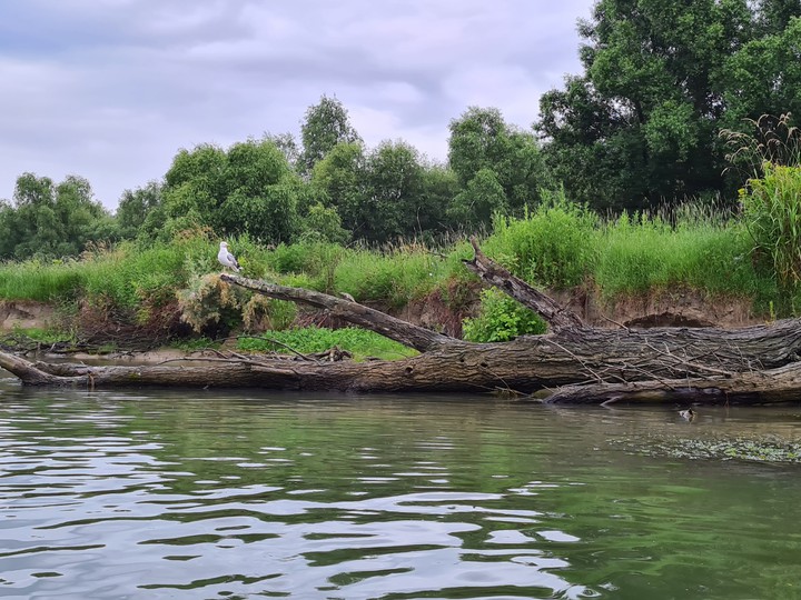 The Danube Delta