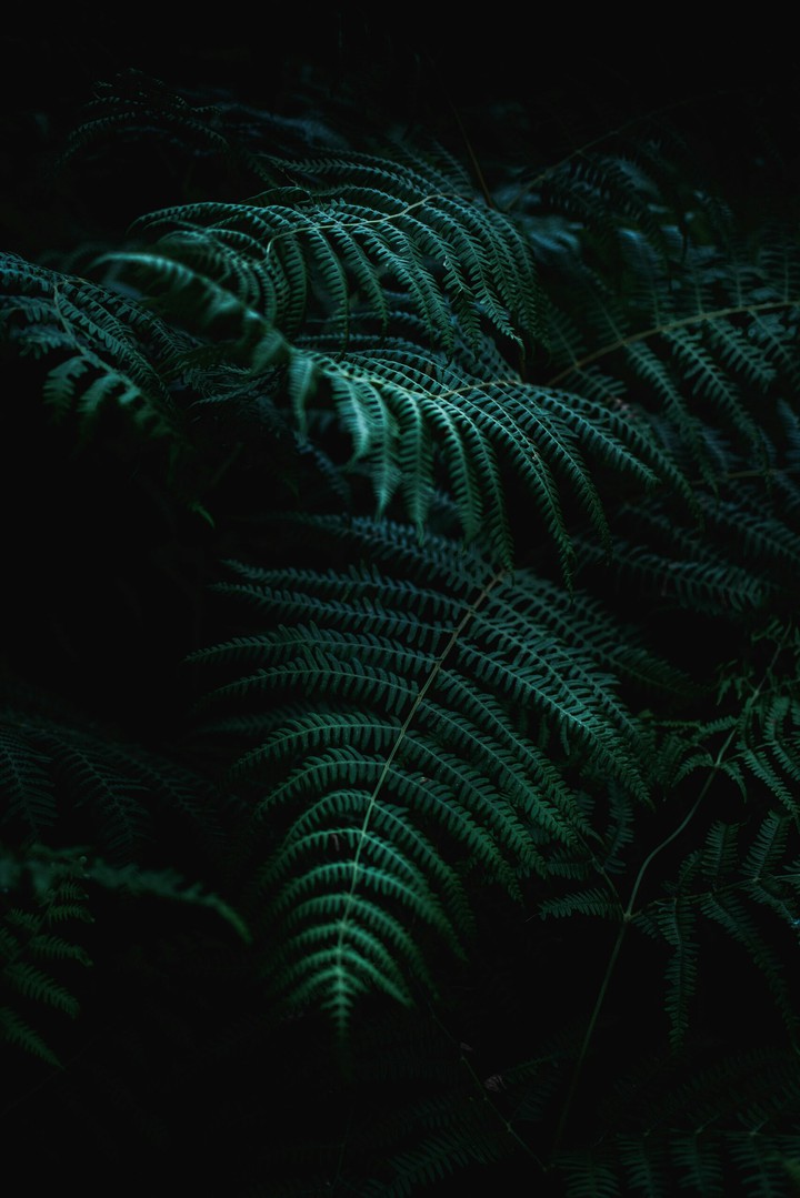 leaf