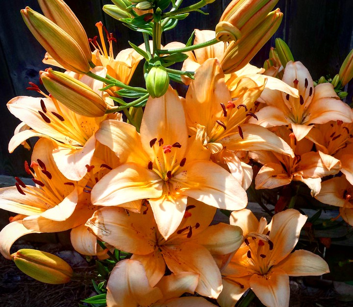 Lilies