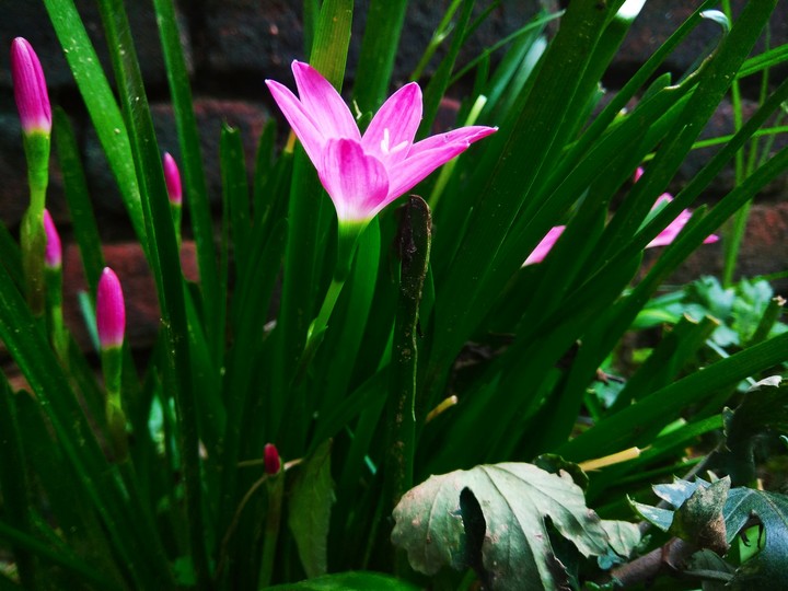 beautiful flower