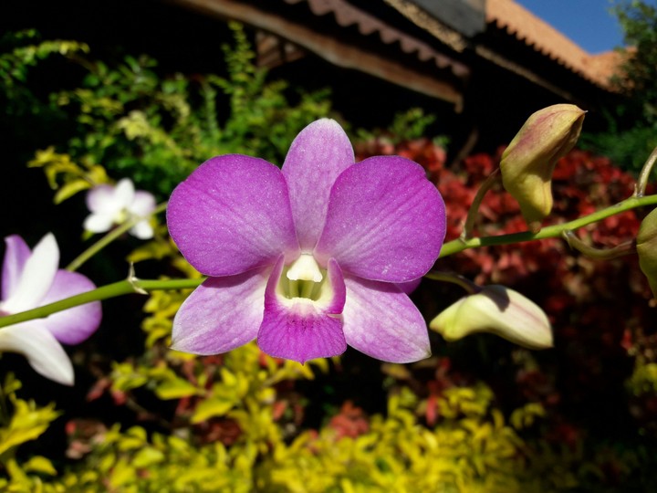 flower