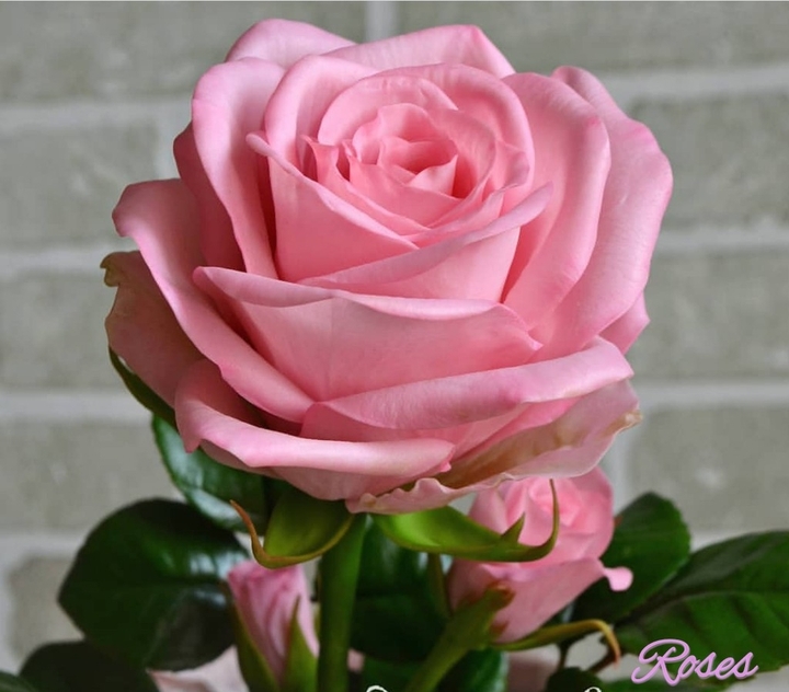 Roses