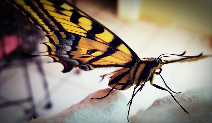 Mariposa