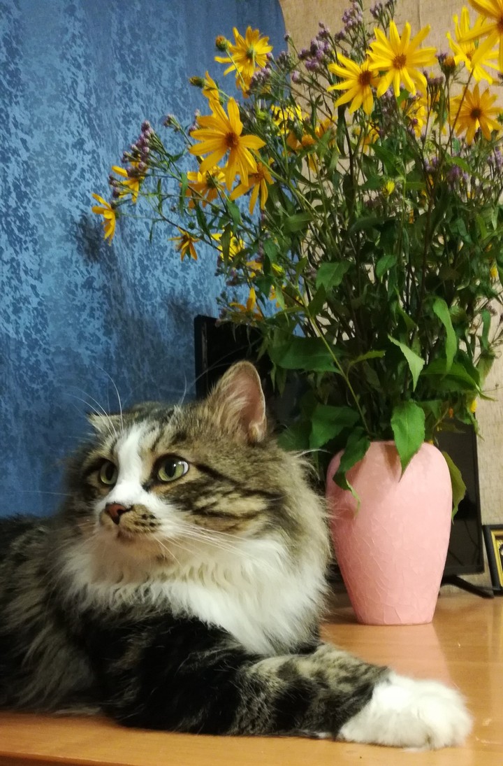 кот и цветы