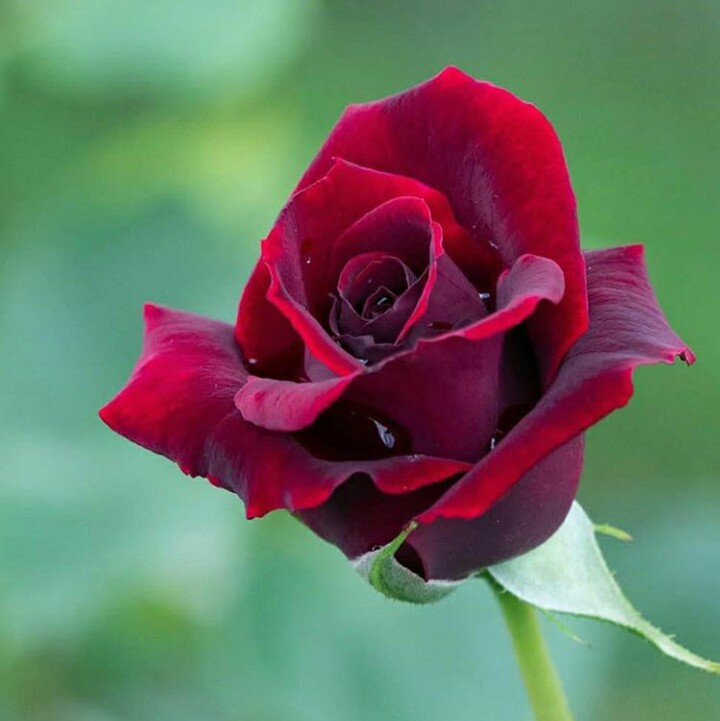 rose rouge⭐⭐⭐