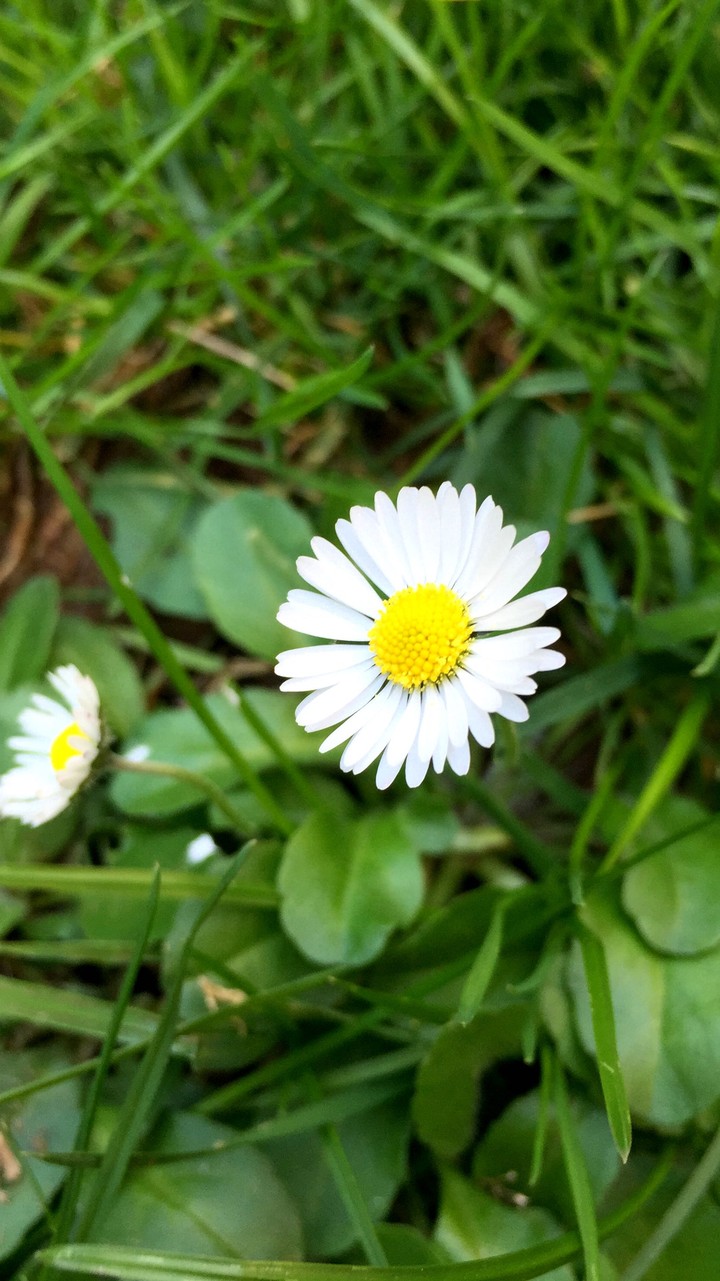 primavera