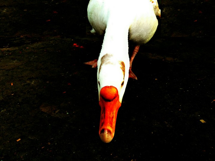 Duck