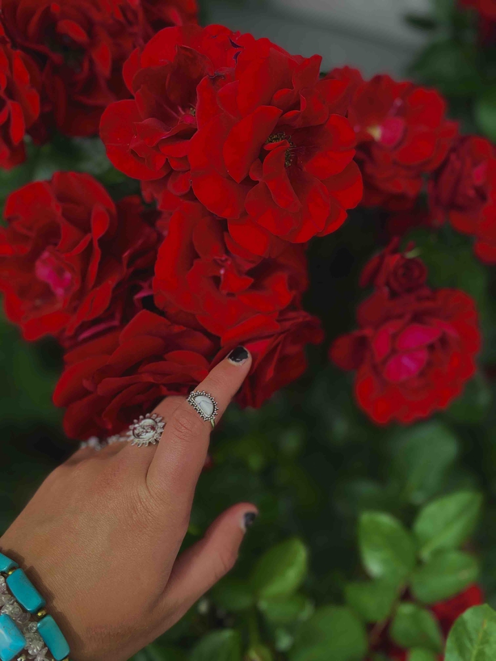 Roses