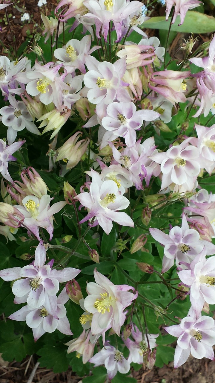 flowers