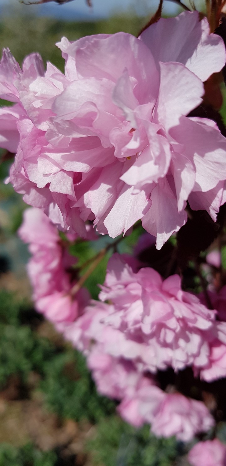 Cherry blossom