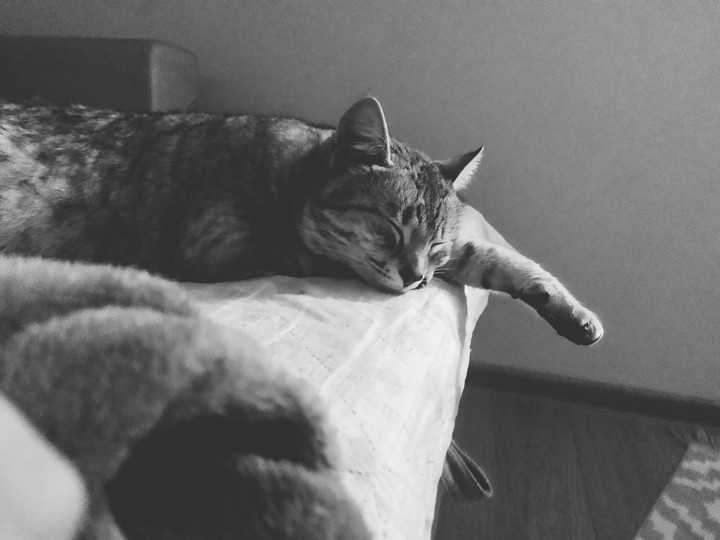 cat