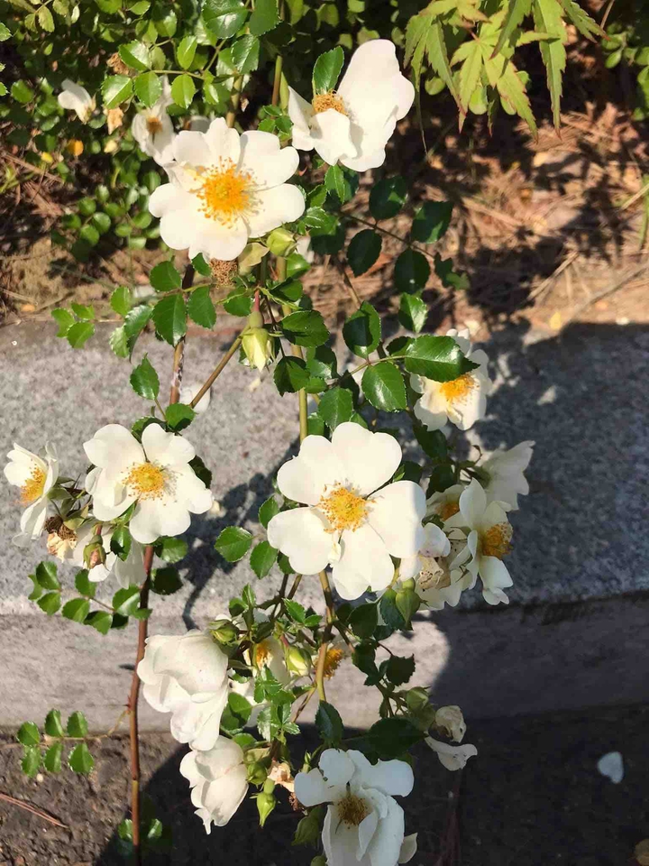 도로가에 핀꽃