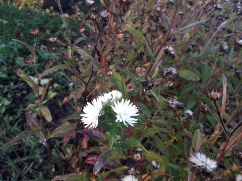 shrubland, flower Hintergrundbilder