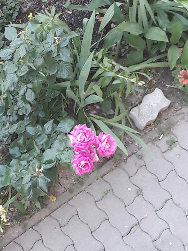rosa