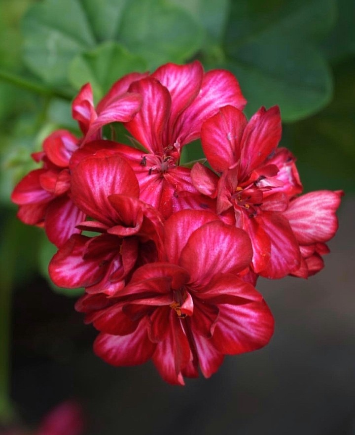Pelargonium